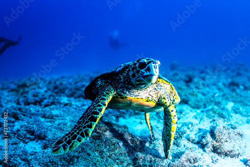 Turtle in coral reef in Mauritius