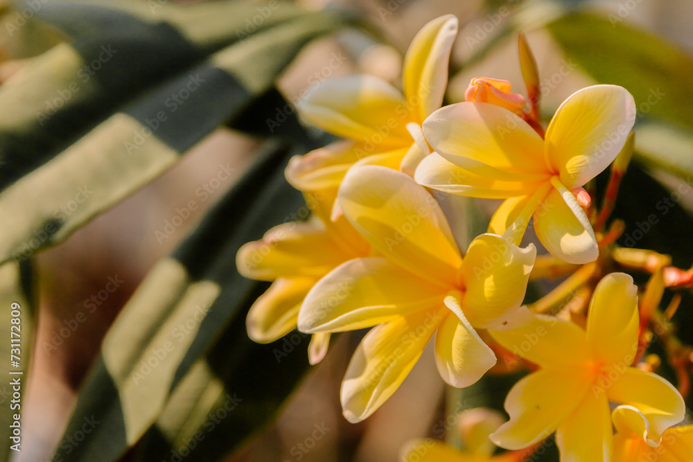 Fototapeta premium yellow plumeria flower in the garden
