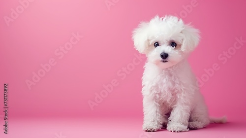 cute little bichon doggy sitting on pink background