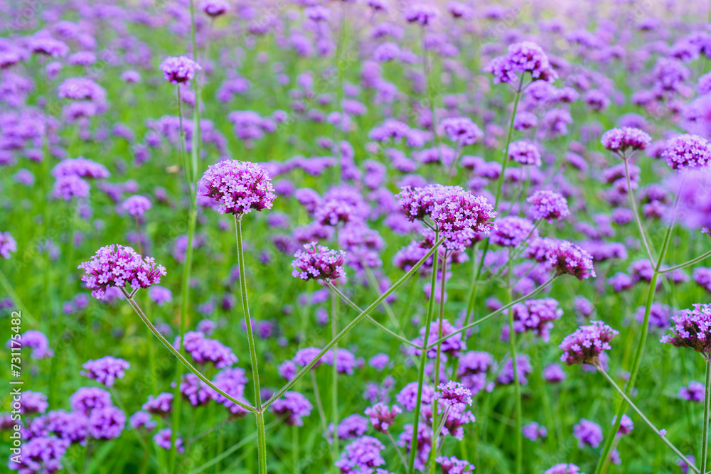 Beautiful purple verbena flowers in garden with blurred background in Chiang mai, Thailand. Soft focus.