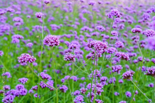 Beautiful purple verbena flowers in garden with blurred background in Chiang mai, Thailand. Soft focus.