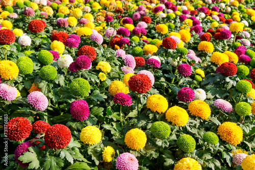 Colourful pompon Dahlias with sunlight morning in park, Chiang mai, Thailand. Beautiful pompon flower. photo