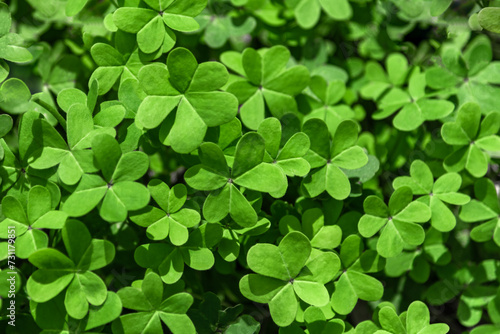 Green clover leaves close-up. Natural background for your design. Irish holiday. St. Patrick's day.