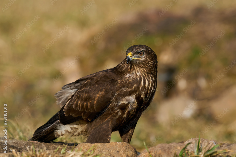 Common buzzard (Buteo buteo)