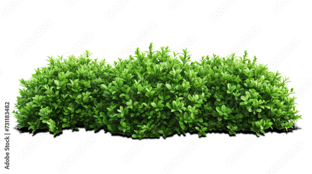 green bush isolated on transparent background green bush isolated on transparent background