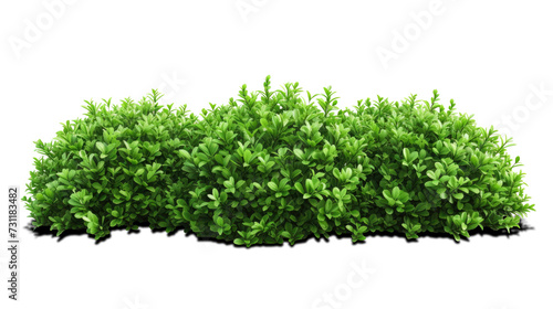 green bush isolated on transparent background