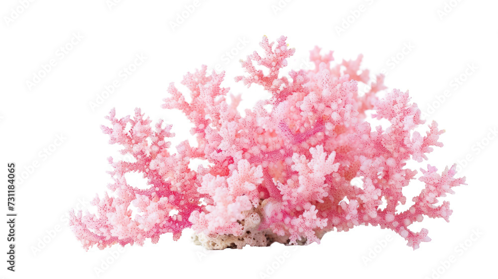 Naklejka premium Pink decorative coral isolated on transparent background