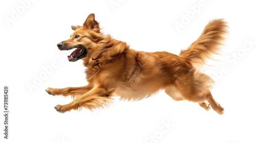 Dog in Motion, Playing, Running Isolated on Transparent Background © C2PO