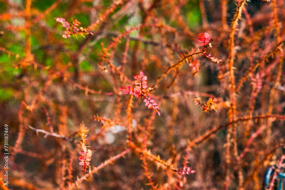 Autumn colorful leaves of a bush in the garden. Autumn colorful leaves of a bush in the garden.