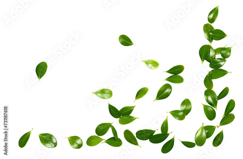 Green boxwood leaves frame isolated on white 