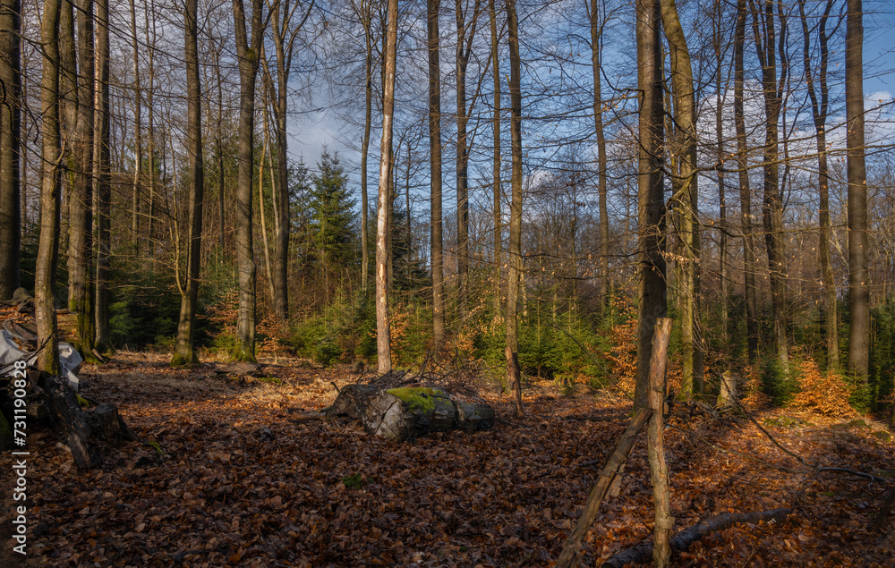 Natur in Marburg, Buchen im Forst mit jungen Fichten im Unterholz Natur in Marburg, Buchen im Forst mit jungen Fichten im Unterholz