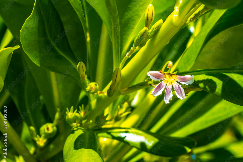Obraz premium White yellow flowers and plants tropical Caribbean jungle nature Mexico.