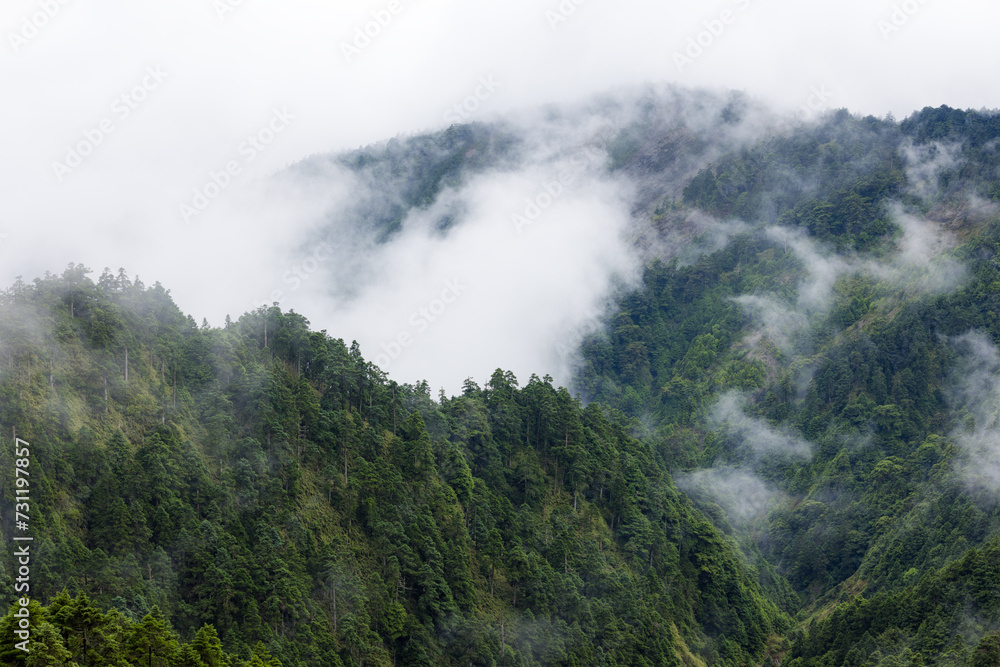 Lush greenery mountain with the foggy mist