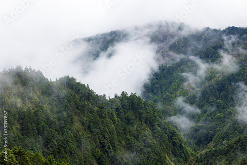 Lush greenery mountain with the foggy mist © leungchopan