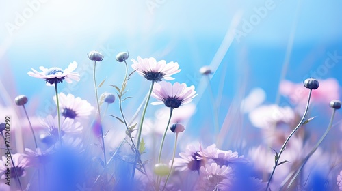 Beautiful wild flowers chamomile, purple wild peas, butterfly in morning haze in nature close-up macro. Landscape wide format, copy space, cool blue tones. Delightful pastoral airy artistic