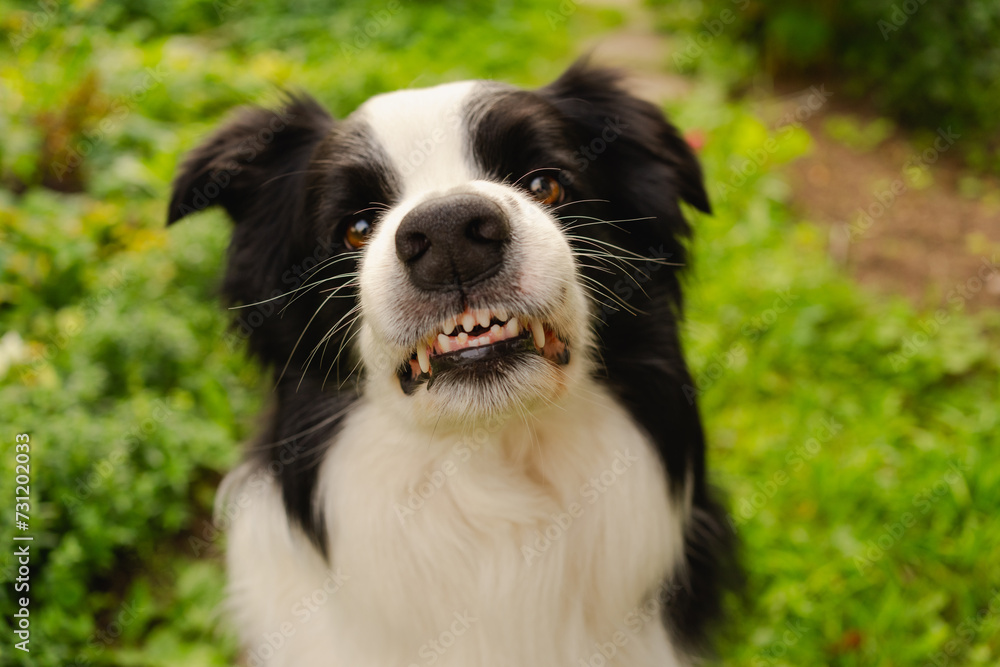 Dangerous angry dog. Aggressive puppy dog border collie baring teeth fangs looking aggressive dangerous. Guardian growling scary dog ready for attack. Pet infected by rabies.