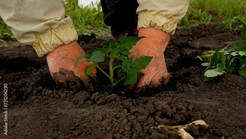 Unrecognizable female hands plant tomato seedlings in holes, in wet open ground in the spring in the bed. Growing organic vegetables. Farmer's spring field work.