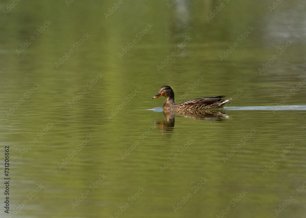 Mallard swimming at Qudra lake, Al Marmoom Desert Conservation Reserve UAE Mallard swimming at Qudra lake, Al Marmoom Desert Conservation Reserve UAE
