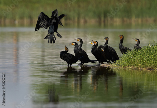 A flock of Great Cormorant resting at Qudra Lakes, Al Marmoom Desert Conservation Reserve, UAE photo