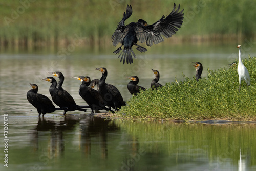 A flock of Great Cormorant at Qudra Lakes, Al Marmoom Desert Conservation Reserve, UAE photo