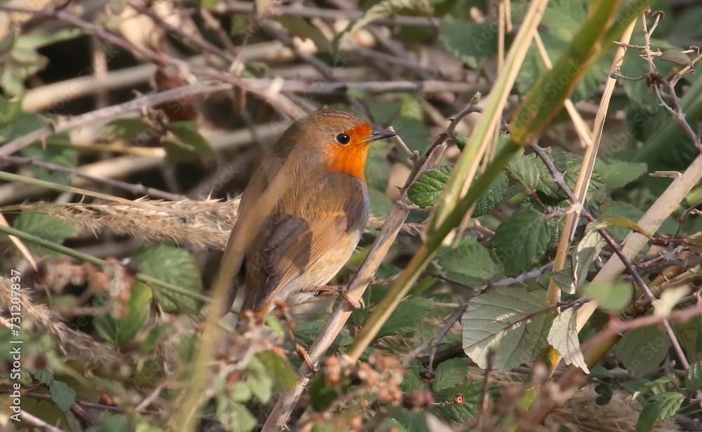 European Robin on branch, Erithacus rubecula, birds of Montenegro European Robin on branch, Erithacus rubecula, birds of Montenegro