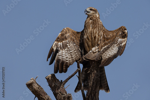 Black kite perched on a tree drying its wings, Al Marmoom Desert Conservation Reserve, UAE