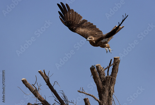 Black kite takeoff  from a tree at Qudra lakes,  Al Marmoom Desert Conservation Reserve, UAE photo