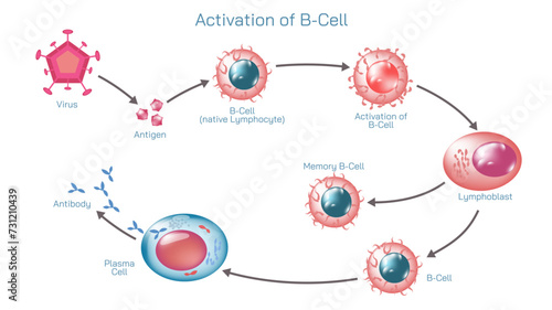 Antibodies are produced by the immune system in response to antigens vector illustration. Complementary binding sites on the Ab and on the Ag molecules. The differences between antigen and antibody.