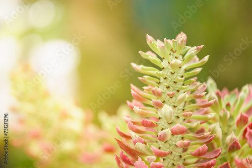 Closeup of cuctus flower on blurred green and yellow in garden with copy space using as background cover page concept.