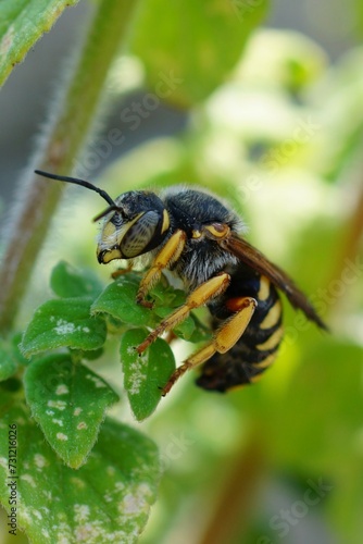 Closeup on a yellow banded male seven-toothed Red-resin solitary bee, Rhodanthidium septemdentatum sitting in vegetation © Henk