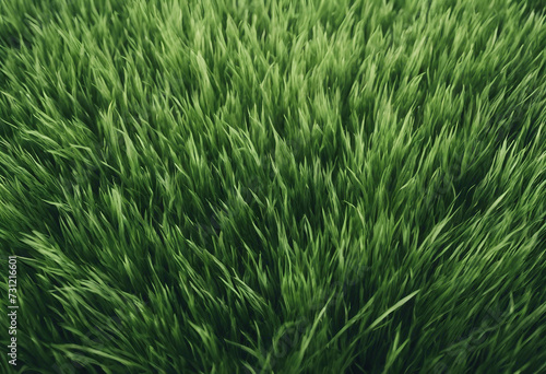 Green cut wild grass isolated on white background and texture top view