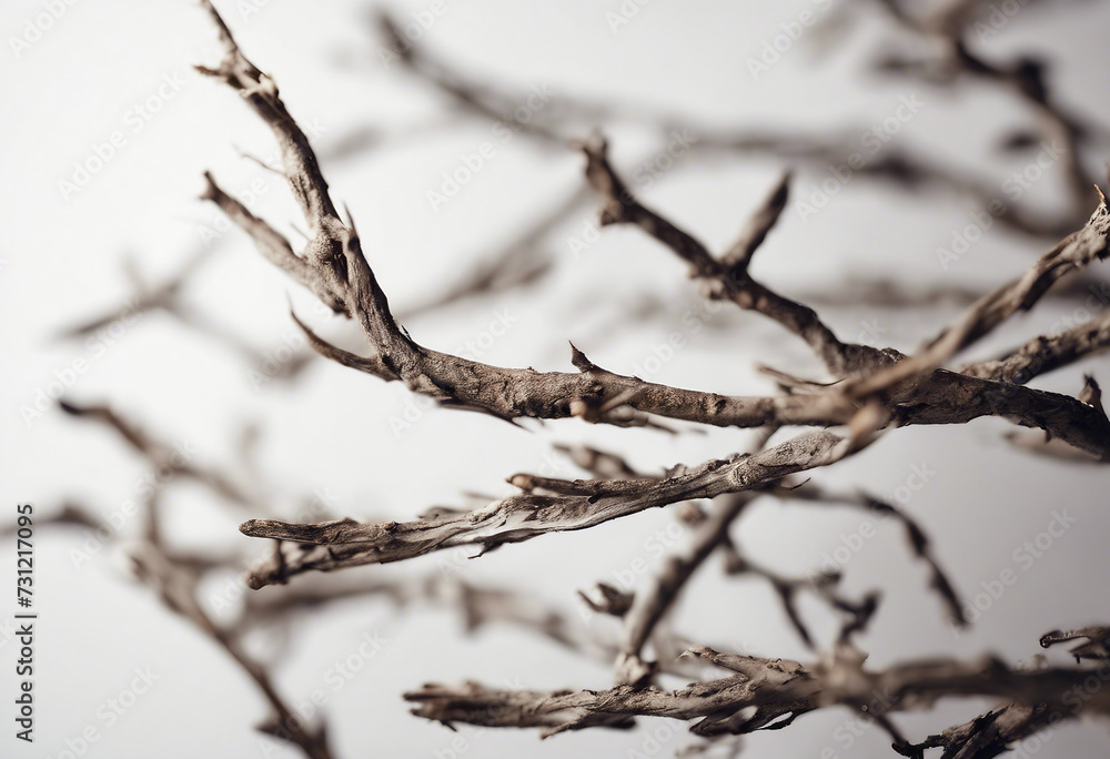 Macro dry branches isolated on white background Macro dry branches isolated on white background