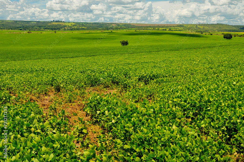 typical midwestern farm with soybeans planted alongside a remnant of native savanna or cerrado vegetation. Abadiania, GO, Brazil, 2016, 