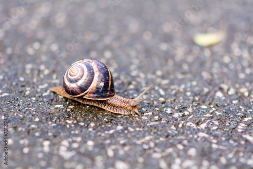 Curious snail on the road 