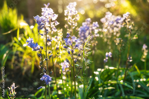 Close up Native british bluebells, latin name Hyacinthoides non-scripta, bulbous perennial plants found in woodlands in sunset light. Blue wild flowers. Bluebells woodland forest nature background.