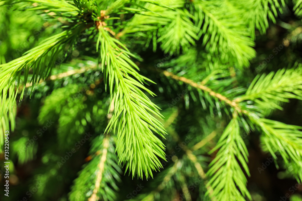 Fir tree branches in forest, closeup Fir tree branches in forest, closeup