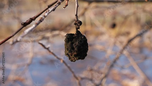 Old Rotten Apples iIn Winter