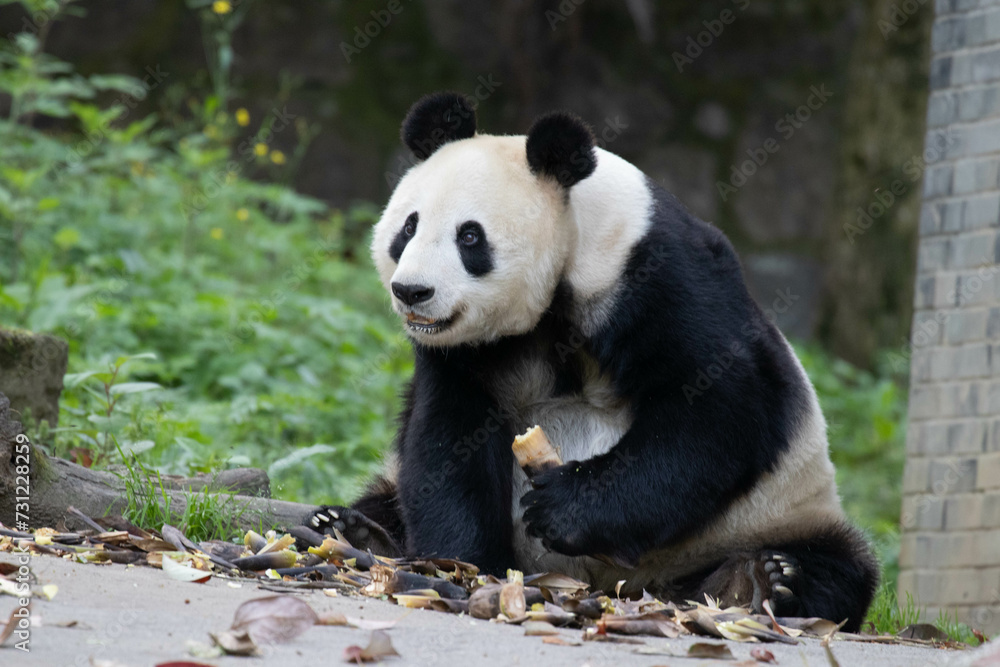 Obraz premium Close up Giant Panda in Chengdu Panda Base, China