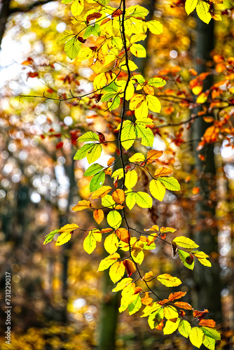 yellow leaves in autumn © Lukman
