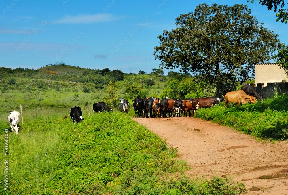 Cattle used for cutting in a cattle ranching area, on a dirt road in Abadiânia. Goias, Brazil, February 2016 - obrazy, fototapety, plakaty 