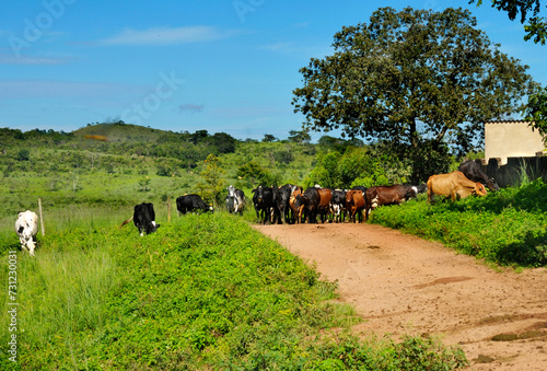 Cattle used for cutting in a cattle ranching area, on a dirt road in Abadiânia. Goias, Brazil, February 2016