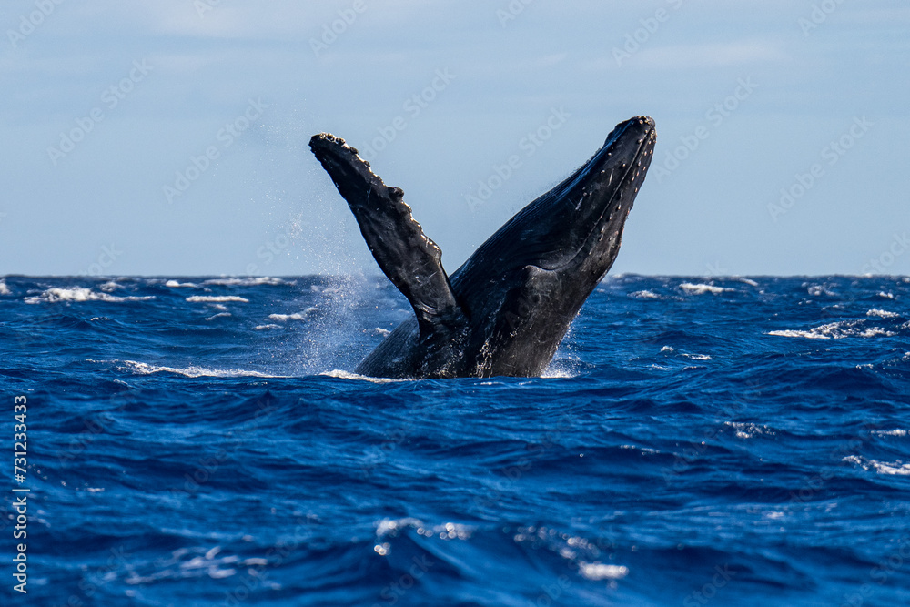 Fototapeta premium Humpback Whale Breaching near Lahaina, Maui, Hawaii