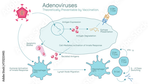 Antibodies are produced by the immune system in response to antigens vector illustration. Complementary binding sites on the Ab and on the Ag molecules. The differences between antigen and antibody.