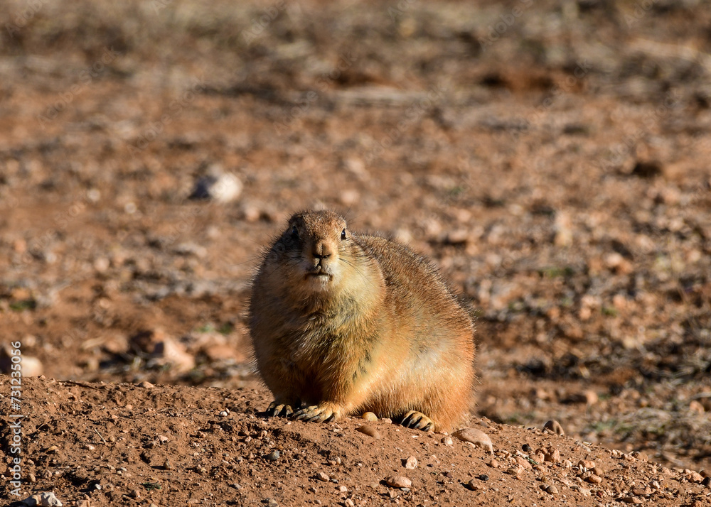 Obraz premium Prairie Dog at Caprock Canyons State Park, Texas