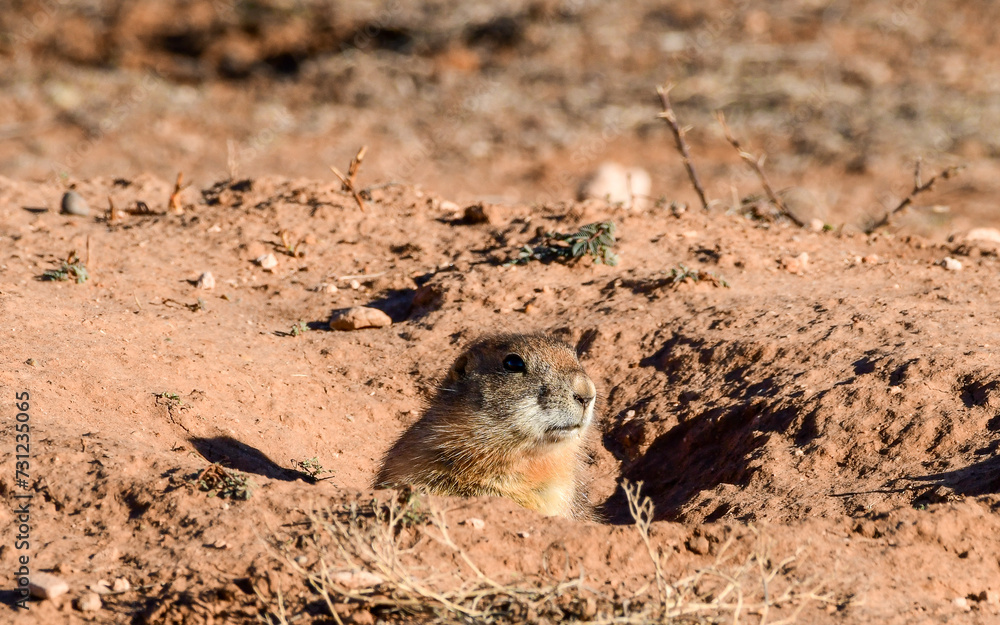 Obraz premium Prairie Dog at Caprock Canyons State Park, Texas