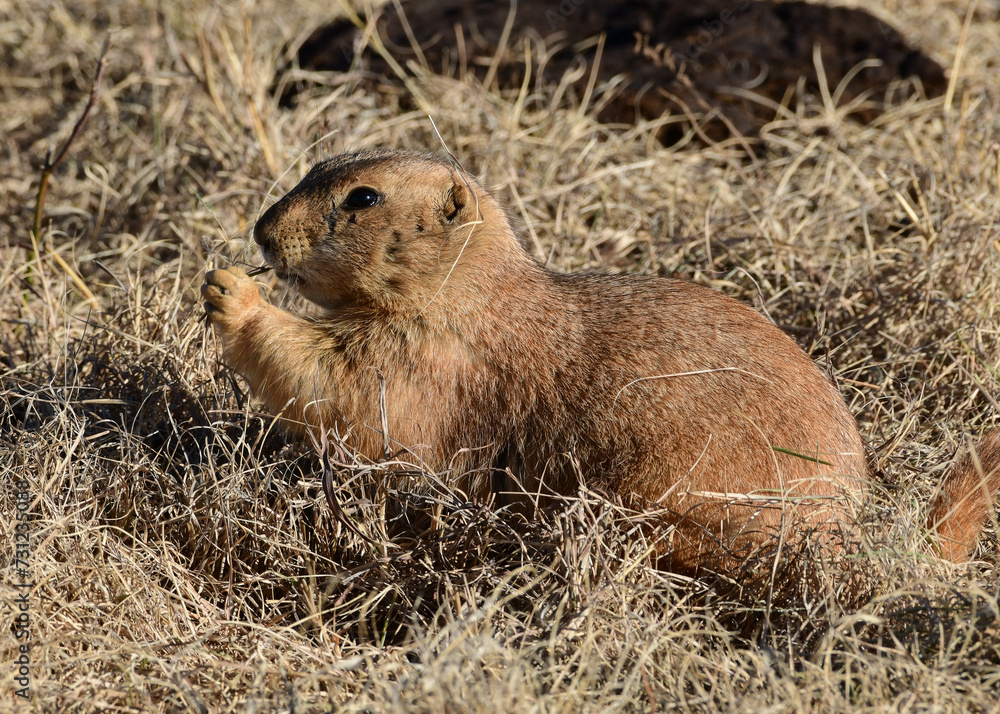 Prairie Dog at Caprock Canyons State Park, Texas