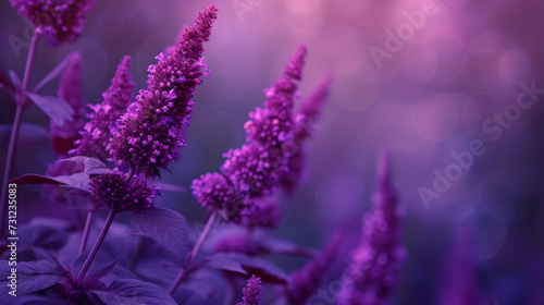 Amaranth deep purple color flower Soft background