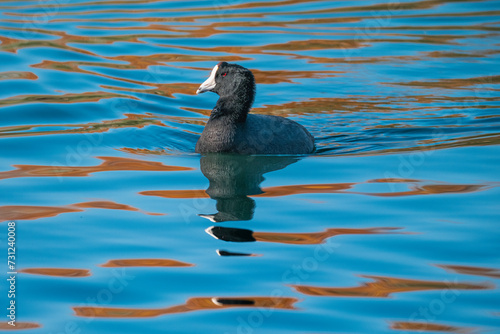 American Coot