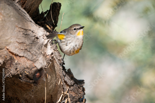 Yellow Rumped Warbler