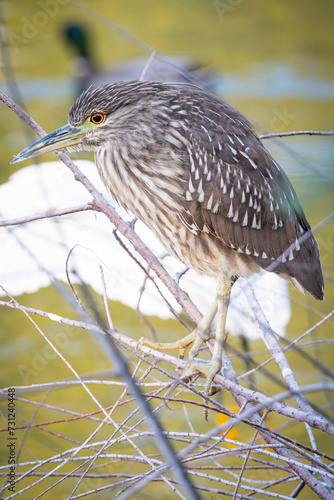 American Bittern